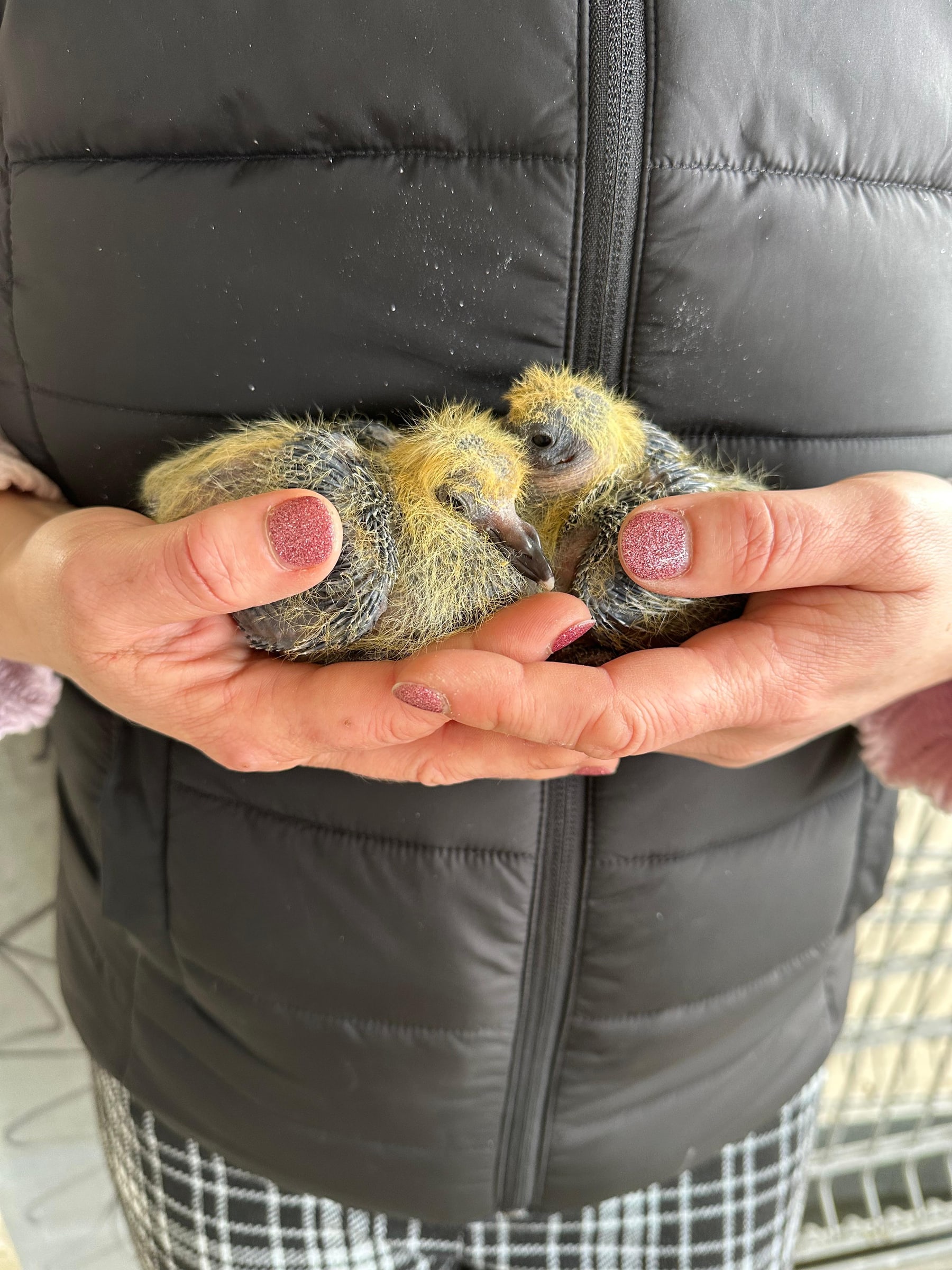 Zwei junge Stadttauben werden behutsam in Händen gehalten