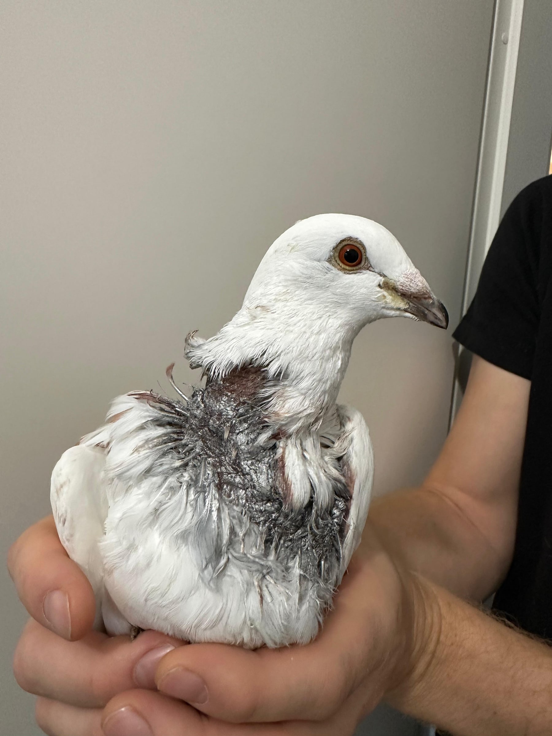 Weiße Taube wird bei einer Pflegestelle sicher in einer Hand gehalten