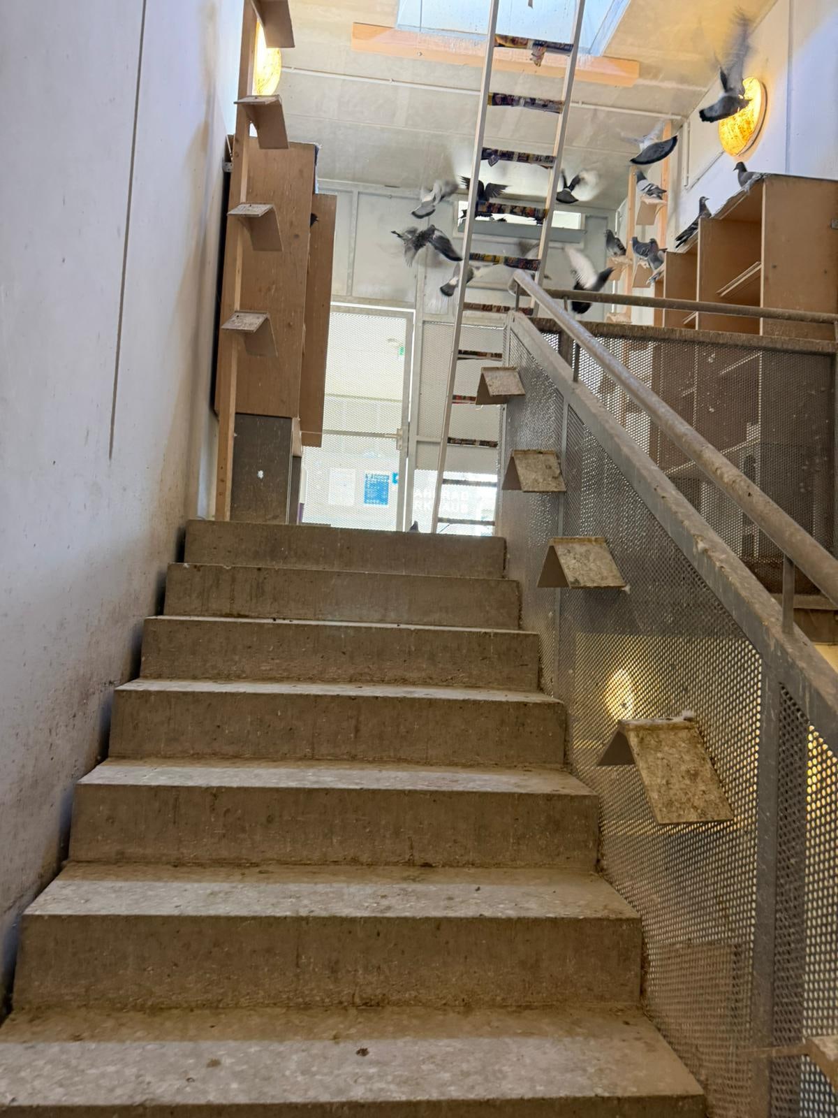 Innenansicht des betreuten Taubenhauses mit Sitzplätzen für Stadttauben
