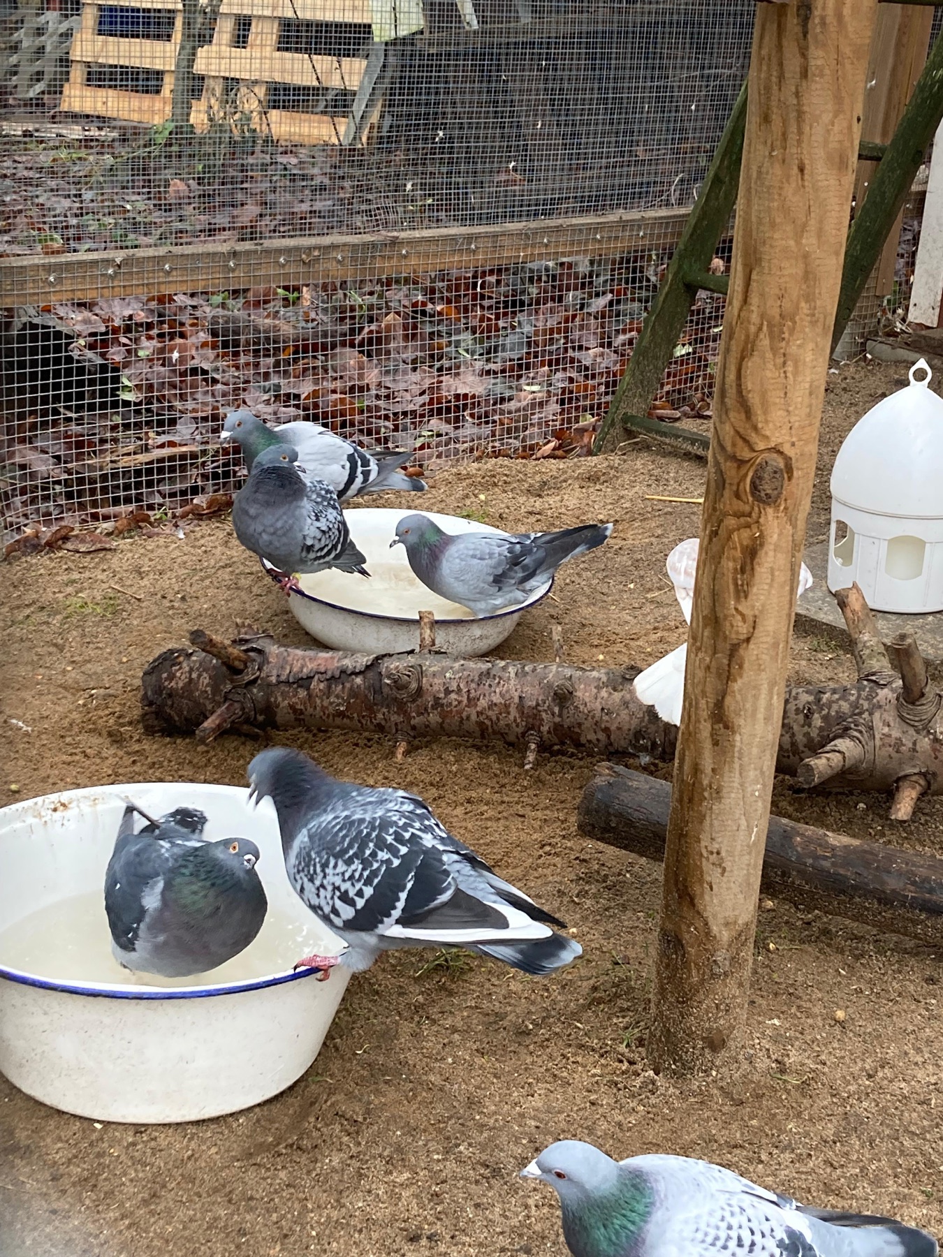 Mehrere Tauben am Boden einer Voliere